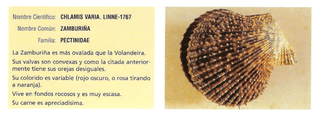 moluscos5